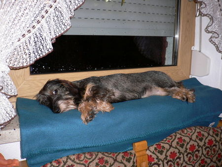 Rauhhaardackel (Zwergdackel) Hunde Foto 40759 Rauhhaardackel (Zwergdackel) Dori als sogenannter Zugluftdackel !!!
