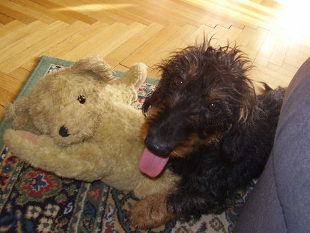 Rauhhaardackel (Zwergdackel) Hunde Foto 37041 Rauhhaardackel (Zwergdackel) nino : wuff war das anstrengend !