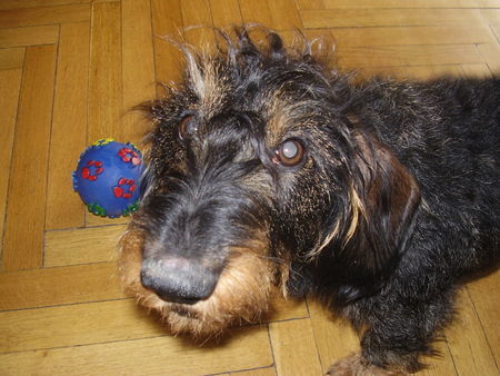 Rauhhaardackel (Zwergdackel) Hunde Foto 37179 Rauhhaardackel (Zwergdackel) das ist mein ball