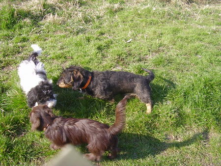 Rauhhaardackel (Zwergdackel) Hunde Foto 37354 Rauhhaardackel (Zwergdackel) ja , wer seids denn ihr ? schnupper mal