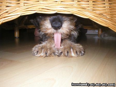 Rauhhaardackel (Zwergdackel) Hunde Foto 6271 Rauhhaardackel (Zwergdackel) Odini
