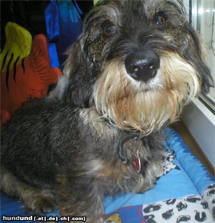 Rauhhaardackel (Zwergdackel) Hunde Foto 6350 Rauhhaardackel (Zwergdackel) Mein Odini