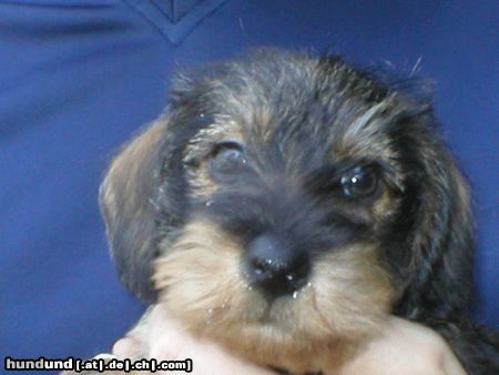 Rauhhaardackel (Zwergdackel) Hunde Foto 6269 Rauhhaardackel (Zwergdackel) Odini