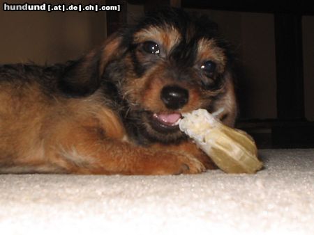 Rauhhaardackel (Zwergdackel) Hunde Foto 8376 Rauhhaardackel (Zwergdackel) Sie hat`s noch nicht gemerkt...