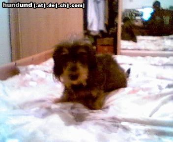 Rauhhaardackel (Zwergdackel) Hunde Foto 12650 Rauhhaardackel (Zwergdackel) Nutschi...auch ein Pennerdackel...