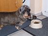 Rauhhaardackel (Zwergdackel) Foto: joa...kann man essen :P (ID 19811) Rauhhaardackel (Zwergdackel) Hund