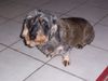Rauhhaardackel (Zwergdackel) Foto: die blöde Kamera!!! (ID 19813) Rauhhaardackel (Zwergdackel) Hund