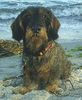 Rauhhaardackel (Zwergdackel) Foto: Ich bin der neue Rettungsschwimmer von Dahme :-) (ID 36589) Rauhhaardackel (Zwergdackel) Hund