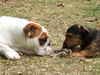 Rauhhaardackel (Zwergdackel) Foto: das ist mein seil... (ID 34565) Rauhhaardackel (Zwergdackel) Hund