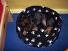 Rauhhaardackel (Zwergdackel) Foto: Axel nach seinem Mittagsschläfchen (ID 17296) Rauhhaardackel (Zwergdackel) Hund