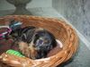 Rauhhaardackel (Zwergdackel) Hund