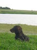 Rauhhaardackel (Zwergdackel) Foto: Streck die Nase in den Nordseewind! (ID 26933) Rauhhaardackel (Zwergdackel) Hund