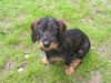 Rauhhaardackel (Zwergdackel) Foto: Unser Lümmel Anton (ID 27335) Rauhhaardackel (Zwergdackel) Hund