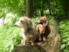 Rauhhaardackel (Zwergdackel) Foto: Billy Jean und Martischa von der Hommelheide (ID 31644) Rauhhaardackel (Zwergdackel) Hund