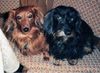 Rauhhaardackel (Zwergdackel) Foto: Ass geb. 23.7.92/gest. 21.1.05, Binke geb. 11.5.95 (ID 20008) Rauhhaardackel (Zwergdackel) Hund