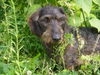 Rauhhaardackel (Zwergdackel) Foto: Bautz im Gras (ID 33771) Rauhhaardackel (Zwergdackel) Hund