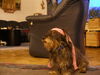 Rauhhaardackel (Zwergdackel) Foto: unser Dackel Kobold (ID 44940) Rauhhaardackel (Zwergdackel) Hund