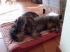 Rauhhaardackel (Zwergdackel) Foto (ID 38101) Rauhhaardackel (Zwergdackel) Hund