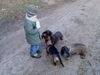 Rauhhaardackel (Zwergdackel) Foto (ID 38099) Rauhhaardackel (Zwergdackel) Hund