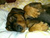Rauhhaardackel (Zwergdackel) Foto (ID 38098) Rauhhaardackel (Zwergdackel) Hund