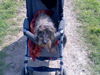 Rauhhaardackel (Zwergdackel) Foto (ID 38102) Rauhhaardackel (Zwergdackel) Hund