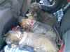 Rauhhaardackel (Zwergdackel) Foto (ID 38103) Rauhhaardackel (Zwergdackel) Hund