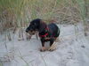 Rauhhaardackel (Zwergdackel) Foto: Otti-Anton vom Fladder, 5 Monate (ID 28089) Rauhhaardackel (Zwergdackel) Hund
