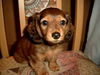 Rauhhaardackel (Zwergdackel) Foto: willi (ID 31533) Rauhhaardackel (Zwergdackel) Hund