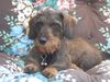 Rauhhaardackel (Zwergdackel) Foto: Ich kann ja so brav sitzenbleiben (ID 18758) Rauhhaardackel (Zwergdackel) Hund