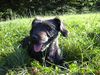 Rauhhaardackel (Zwergdackel) Foto: Dascha (RauhaarDackel-CairnTerrierMix) (ID 10064) Rauhhaardackel (Zwergdackel) Hund