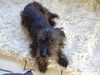 Rauhhaardackel (Zwergdackel) Foto: Dascha (RauhaarDackel-CairnTerrierMix) (ID 10065) Rauhhaardackel (Zwergdackel) Hund