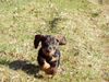 Rauhhaardackel (Zwergdackel) Foto: Hallo hier komm ich... (ID 21715) Rauhhaardackel (Zwergdackel) Hund