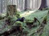 Rauhhaardackel (Zwergdackel) Foto: Carlo vom Jungfernbörnchen im Wald (ID 21441) Rauhhaardackel (Zwergdackel) Hund