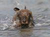 Rauhhaardackel (Zwergdackel) Foto: Suddebok Shiras im Wasser... (ID 30123) Rauhhaardackel (Zwergdackel) Hund