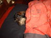 Rauhhaardackel (Zwergdackel) Foto: So richtig nett ists nur im Bett! (ID 40088) Rauhhaardackel (Zwergdackel) Hund