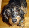 Rauhhaardackel (Zwergdackel) Hund