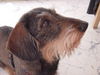 Rauhhaardackel (Zwergdackel) Hund
