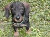 Rauhhaardackel (Zwergdackel) Foto: Leni, als sie 3 monate alt war. (ID 18268) Rauhhaardackel (Zwergdackel) Hund