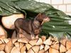 Rauhhaardackel (Zwergdackel) Hund