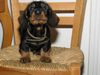 Rauhhaardackel (Zwergdackel) Foto: Edi erst kurz bei uns (ID 7553) Rauhhaardackel (Zwergdackel) Hund
