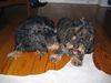 Rauhhaardackel (Zwergdackel) Foto: ganz verliebt, Nele & Günni (ID 17162) Rauhhaardackel (Zwergdackel) Hund
