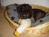 Rauhhaardackel (Zwergdackel) Foto: gino mit seiner lieblingsente (ID 25020) Rauhhaardackel (Zwergdackel) Hund