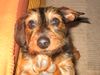 Rauhhaardackel (Zwergdackel) Foto: Ich will auch auf die Couch (ID 11745) Rauhhaardackel (Zwergdackel) Hund