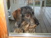 Rauhhaardackel (Zwergdackel) Foto: Das ist Hatsch genannt (ID 35374) Rauhhaardackel (Zwergdackel) Hund
