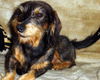Rauhhaardackel (Zwergdackel) Foto: Rocky kann lachen (ID 40087) Rauhhaardackel (Zwergdackel) Hund
