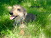 Rauhhaardackel (Zwergdackel) Foto: Angelina-Martischa von der Hommelheide Sie ist am 3.7.2006 1 Jahr geworden (ID 32504) Rauhhaardackel (Zwergdackel) Hund