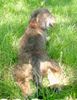 Rauhhaardackel (Zwergdackel) Foto: Angelina-Martischa von der Hommelheide Sie ist am 3.7.2006 1 Jahr geworden (ID 32505) Rauhhaardackel (Zwergdackel) Hund