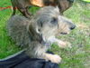 Rauhhaardackel (Zwergdackel) Foto: Angelina-Martischa von der Hommelheide Sie ist am 3.7.2006 1 Jahr geworden (ID 32506) Rauhhaardackel (Zwergdackel) Hund