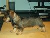 Rauhhaardackel (Zwergdackel) Hund