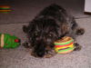Rauhhaardackel (Zwergdackel) Foto: Keiner spielt mit mir! (ID 31829) Rauhhaardackel (Zwergdackel) Hund